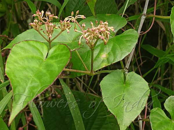 Creeping Treebine